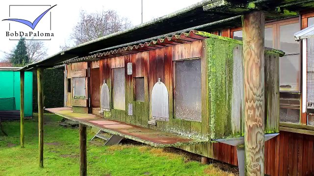 Dirk Van Dyck, Belgium [Racing Pigeons Loft / Taubenschlag / Palomar] (2015)