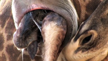 Giraffe Birth Close Up! - See Every Step of Asali's Birth at the Houston Zoo