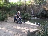 Feeding time with the Little Blue (Fairy) Penguins at the Melbourne Zoo