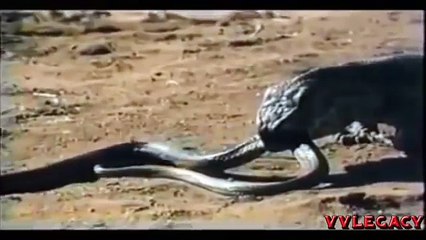 Lion Fights Tiger - One Will Die (RAREST FOOTAGE