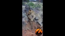 Lion Fights Tiger - One Will Die (RAREST FOOTAGE
