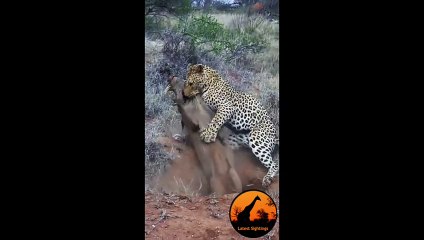 Lion Fights Tiger - One Will Die (RAREST FOOTAGE