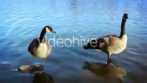 $7 STOCK - Two Geese Preening As Ducks Pass By