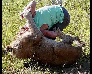 Lion Fights Tiger - One Will Die (RAREST FOOTAGE