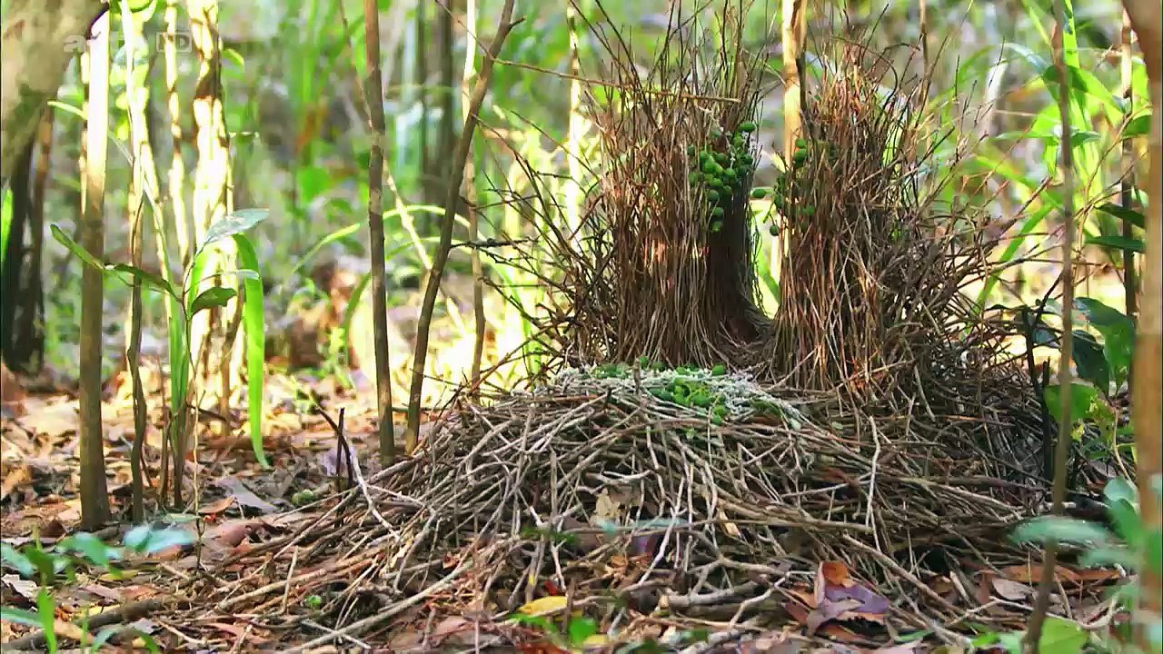 Les paradisiers de La Nouvelle-Guinée 2/2 HD