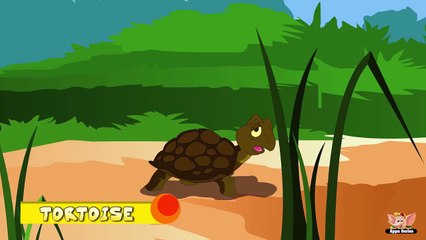 Animal Facts in Hindi - Tortoise