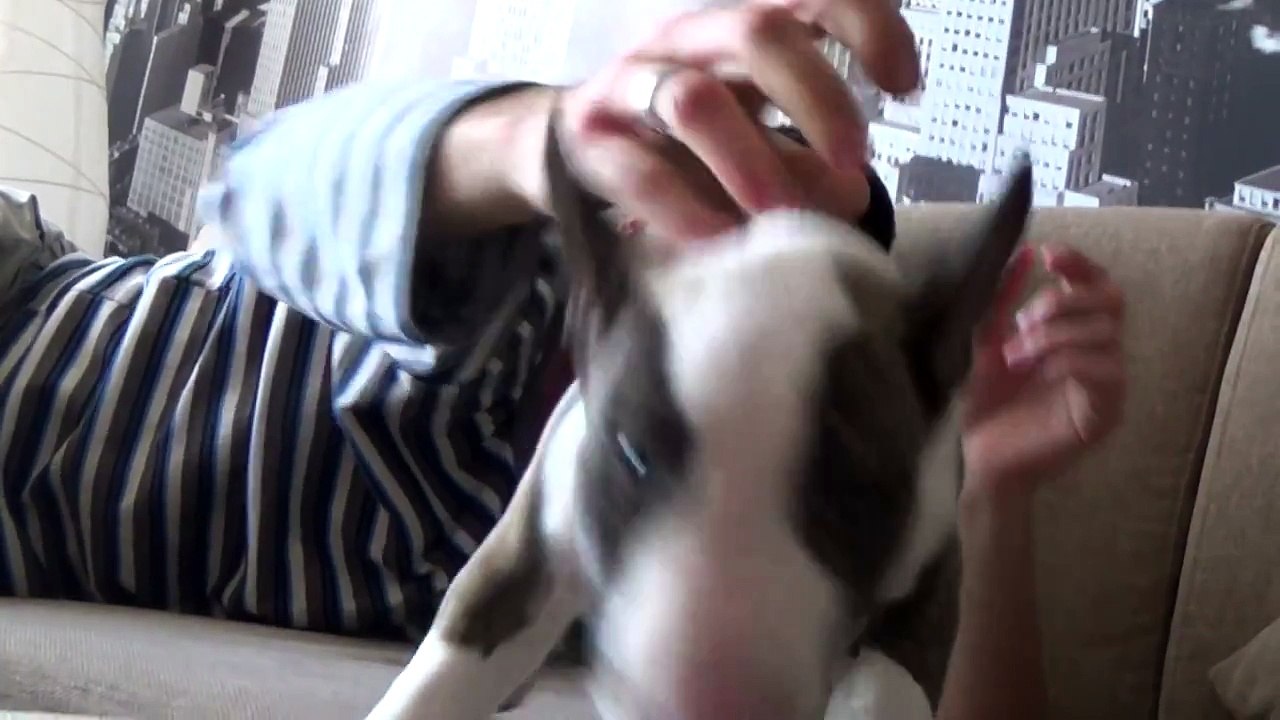 Bull terrier mini puppy/ cachorro bull terrier miniatura