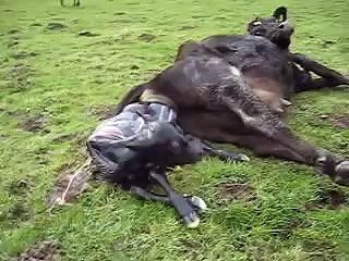 mama cow giving birth