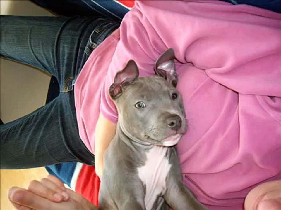 blue american staff bleu