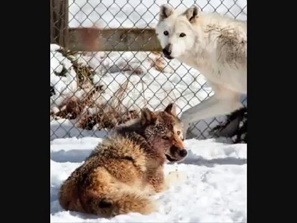 Wild Child - Wolf