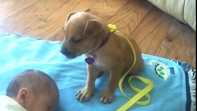 Trop mignon : ce petit chien veille sur le sommeil d'un bébé !