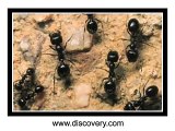Ask Bonnie - Ant Farms