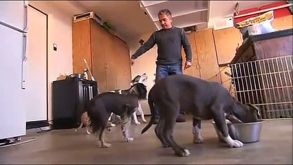 Cesar Millan Puppy Profiles: Junior