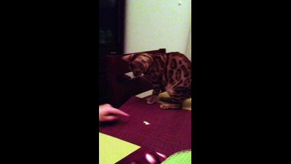 Roxy - Fight with the cheese