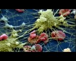 Reportage über Raster-Elektronen-Mikroskopie bei Deutsche Welle TV