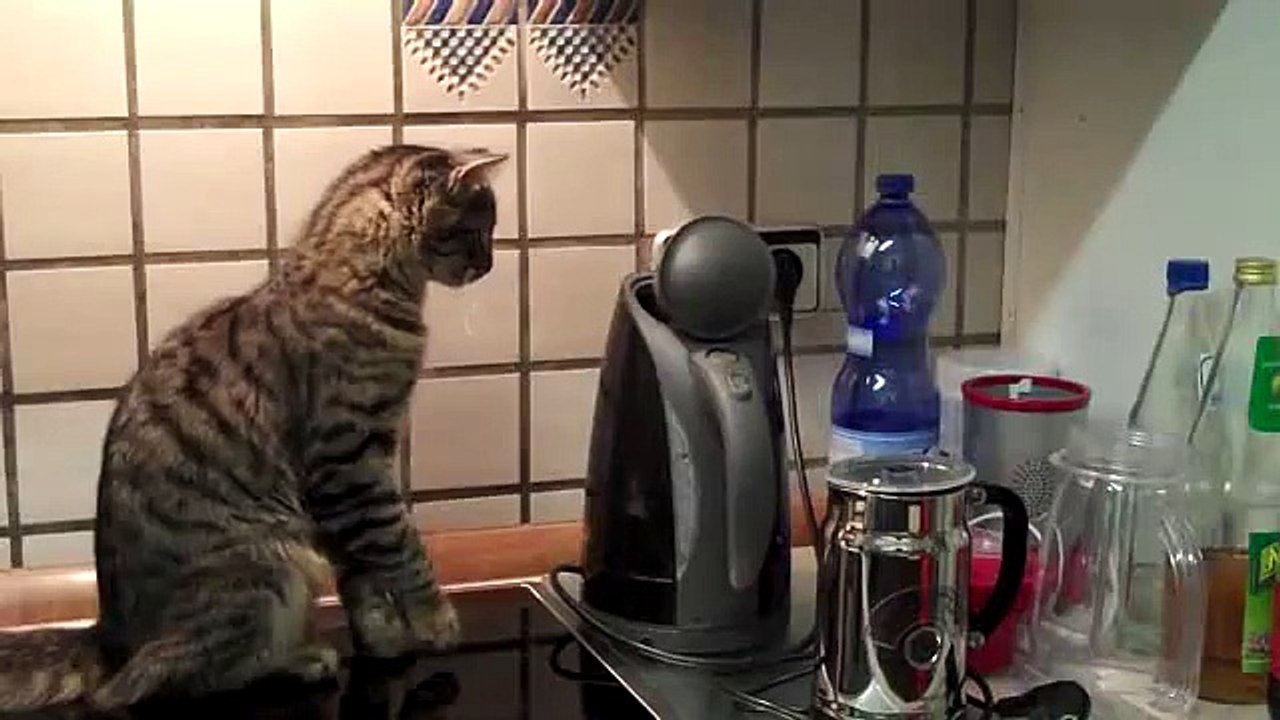 Kitty stuck in Kettle - NERO the Cat