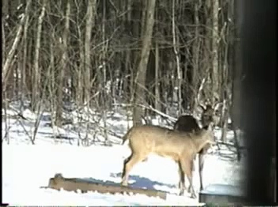 Deer humping