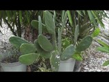 How to Grow Cactus From Cuttings