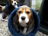 Beagle-Welpen #8