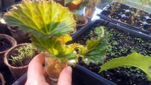 Begonia cuttings