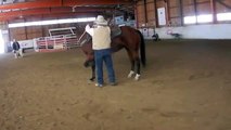 Teach Your Horse to Lay Down