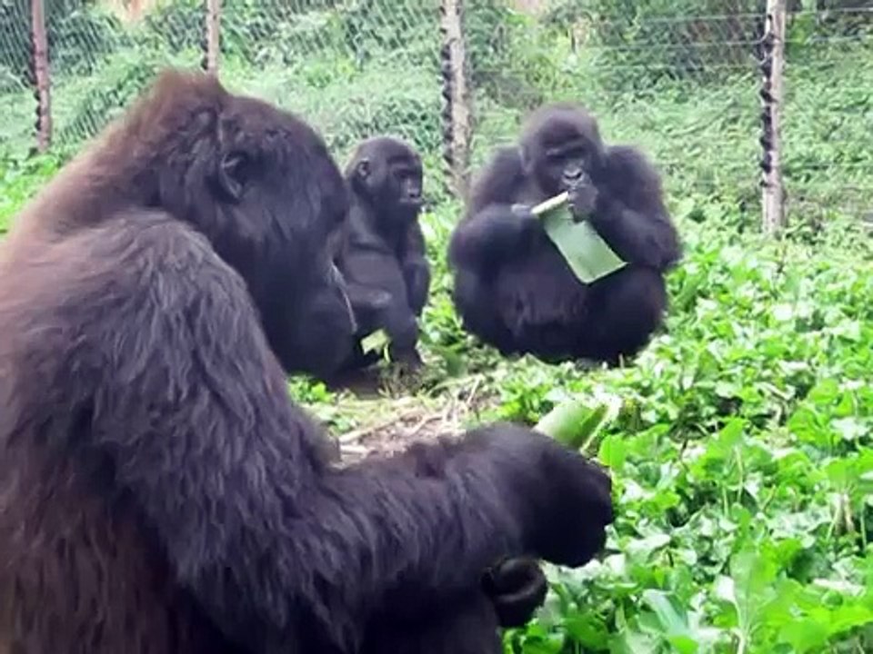 Orphan Gorillas Sing While Eating Banana Trees