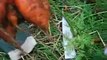 CARROTS, Harvesting, Long Term Storage, 6 Months + & whatnot :) Organic Gardening How to!