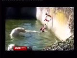 Attacked by Polar Bears at Berlin Zoo.. Possible Suicide!