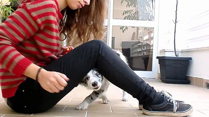 Cheza - 3 Months Border Collie Puppy!