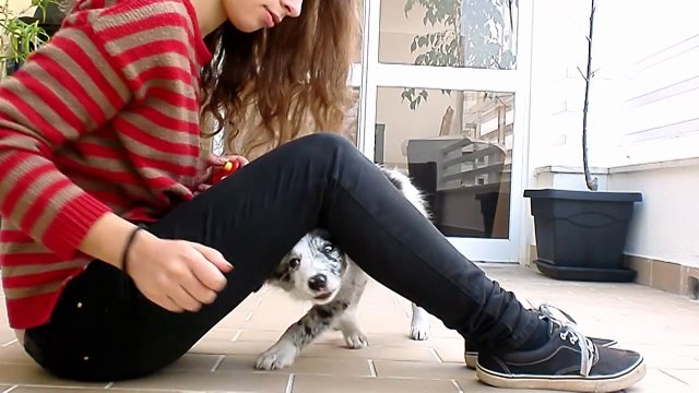 Cheza - 3 Months Border Collie Puppy!