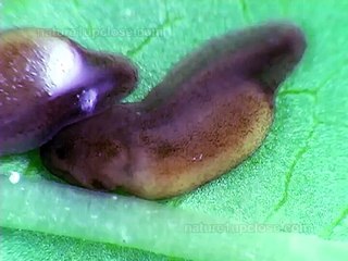 Frog eggs turn into tadpole (#227)