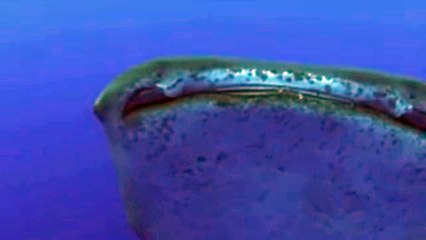 AN INCREDIBLE WHALE SHARK ATTACK - INCREIBLE ATAQUE DE UN TIBURÓN BALLENA