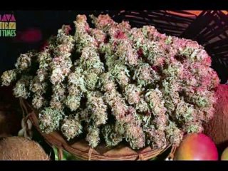 GANJA SONG -ILL BABA ILL BANGLA RAP SONG