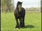Simon van Straten - Beautiful Belgian Draft Horse