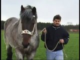 Most Beautiful and Elegant Belgian Draft Horse - Buffalo van 't Zwaluwnest