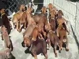 California Cane Corso - Puppy Playtime (21 puppies)
