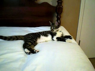 Seamus and Scamp Play