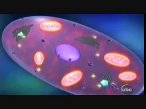 Free Radicals or Oxidative Stress will age our body's cells