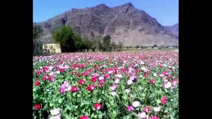 Kor Ta Raza - Pashto New Songs 2015 - Pashto Musafar Songs 2015