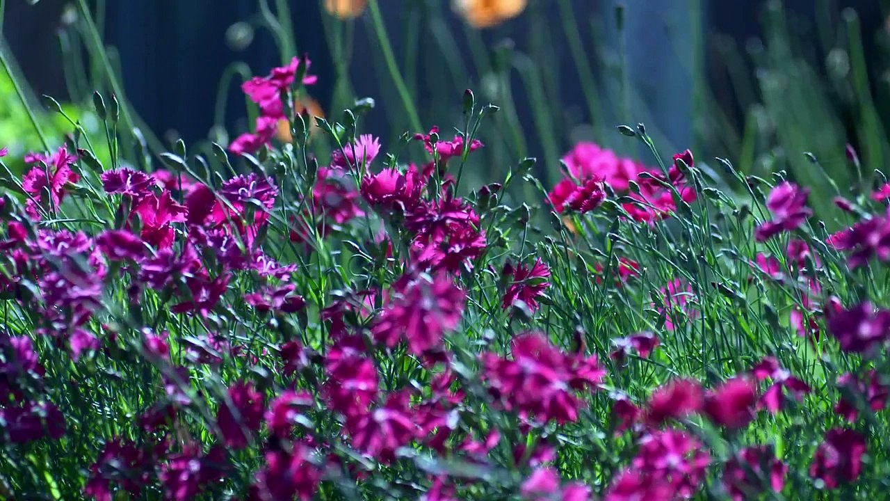 flores viento y agua