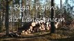 Latvijas mežu izciršana