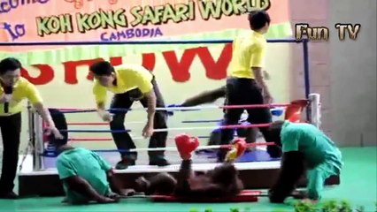 Funny videos Funny Monkey Boxing 2015