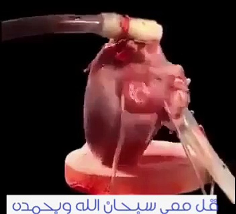 سبحان الله عظمة الخالق في خلقه تتجسد