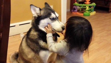 Baby Loves Siberian Husky Dog!