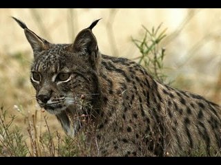 Andalucía triplica la población de linces desde que lidera el programa Life