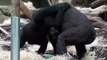 2 Days old - Baby Gorilla born at Munich Zoo - Baby Gorilla geboren im Tierpark Hellabrunn