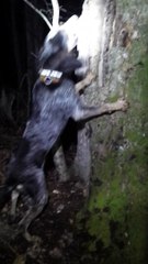 Blu treed in den tree 4/11/2015