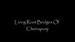 Living Root bridges of Cherrapunji, India 2014 1080p HD