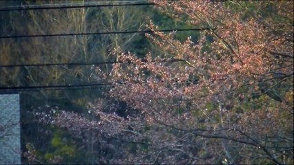 桜のタイムラプス撮影