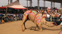 Dancing Camel in Pushkar Camel Fair